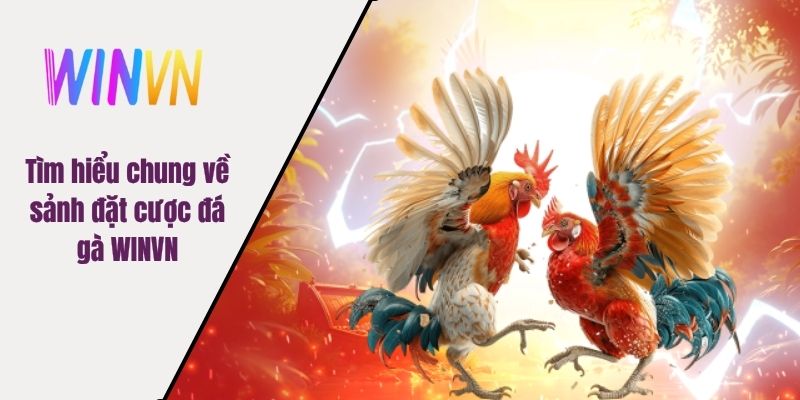 Tìm hiểu chung về sảnh đặt cược đá gà WINVN