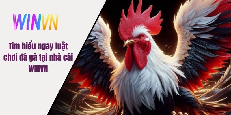 Tìm hiểu ngay luật chơi đá gà tại nhà cái WINVN