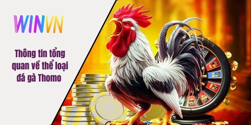 Thông tin tổng quan về thể loại đá gà Thomo 