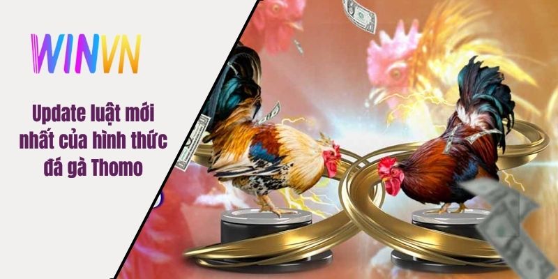 Update luật mới nhất của hình thức đá gà Thomo